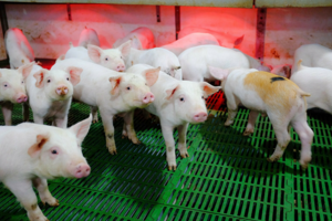 Giá heo hơi hôm nay 4/7/2024: mức giao dịch cao nhất 69.000 đồng/kg