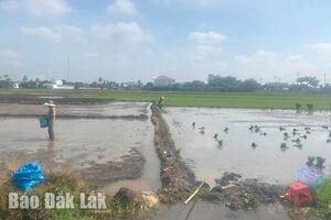 TP. Buôn Ma Thuột: Mưa muộn ảnh hưởng đến sản xuất lúa vụ Hè Thu 2024