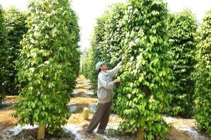 Giá tiêu hôm nay 8/7: thiếu cung kỳ vọng tuần này lấy lại mốc 160.000 đồng/kg