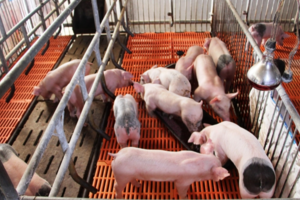 Giá heo hơi hôm nay 9/7/2024: tiếp tục biến động trái chiều