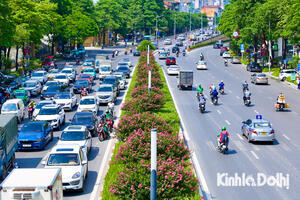 Chiêm ngưỡng vẻ đẹp hoa tường vi nở rộ khắp phố phường Hà Nội