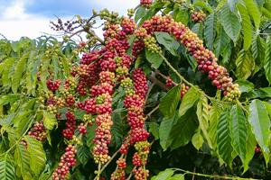 Giá cà phê hôm nay 10/7: Robusta lập kỷ lục mới, trong nước tăng giá mạnh