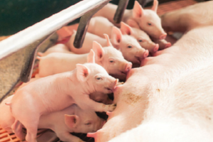 Giá heo hơi hôm nay 17/7/2024: tiếp tục giảm 1.000 - 2.000 đồng/kg