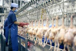 Lấp "khoảng trống" kiểm soát giết mổ gia súc, gia cầm