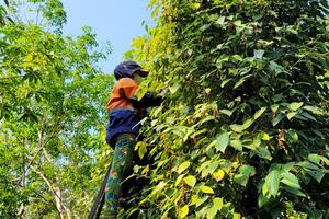 Giá tiêu hôm nay 22/7: chờ đợi cú hích giúp thị trường tăng cuối tháng 7/2024