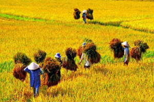 Giá lúa gạo hôm nay 22/7/2024: giá gạo xuất khẩu neo ở mức thấp