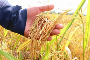 Giá lúa gạo hôm nay 26/7/2024: giá lúa tăng giảm trái chiều