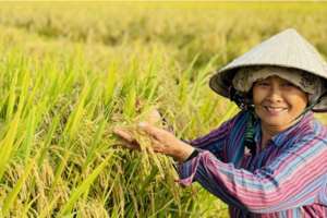 Giá lúa gạo hôm nay 31/7/2024: đồng loạt tăng mạnh
