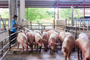 Giá heo hơi hôm nay 1/8/2024: tăng nhẹ 1.000 đồng/kg