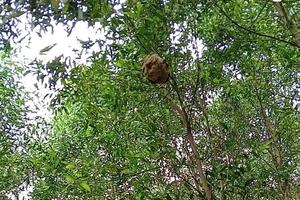 Hà Tĩnh: nghề săn ong rừng, vì sao lên ngôi?