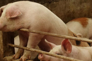 Giá heo hơi hôm nay 9/8/2024: giảm 1.000 đồng/kg
