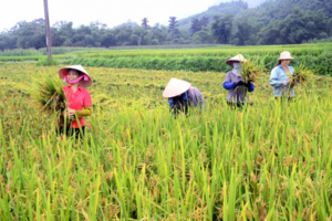 Giá lúa gạo hôm nay 13/8: giá gạo tăng nhẹ 