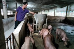 Giá heo hơi hôm nay 13/8: Đồng Tháp giảm nhẹ 1.000 đồng/kg