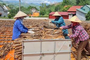 Hiệp định UKVFTA - 'đòn bẩy' xúc tiến xuất khẩu quế Yên Bái