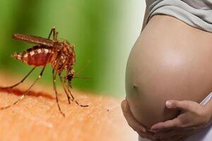 Sốt xuất huyết đang ở giai đoạn cao điểm: Thai phụ nên cẩn trọng
