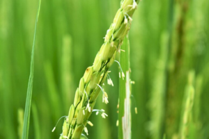 Giá lúa gạo hôm nay 27/8: giá gạo tăng 50 - 150 đồng/kg