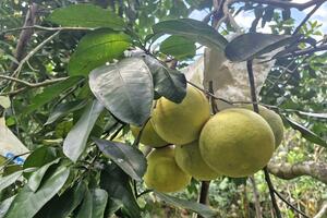 Hà Tĩnh: tập trung thu hoạch “đặc sản” bưởi Phúc Trạch, né tránh thiên tai