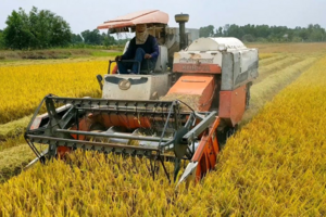 Giá lúa gạo hôm nay 5/9: Giá gạo tăng từ 50 - 150 đồng/kg