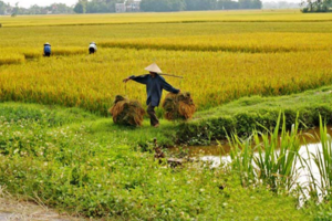 Giá lúa gạo hôm nay 11/9: giá gạo tăng 200 đồng/kg