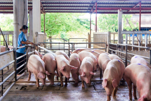 Giá heo hơi hôm nay 12/9: tăng nhẹ 1.000 đồng/kg