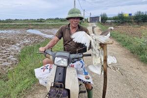 Hà Tĩnh: vào cuộc ngăn chặn săn bắt chim di cư mùa mưa bão