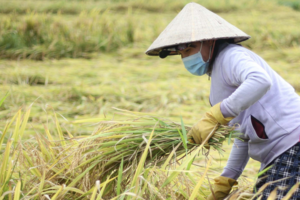 Giá lúa gạo hôm nay 16/9: gạo Nàng Nhen cao nhất 28.000 đồng/kg