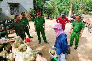 Tăng cường bảo đảm an ninh trật tự mùa thu hoạch sầu riêng