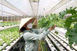 Chính sách hỗ trợ phát triển tổ hợp tác, hợp tác xã