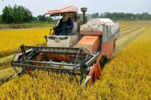 Giá lúa gạo hôm nay 19/9: đồng loạt giảm nhẹ 