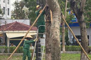 Nhiều cây xanh tại dải trung tâm TP được “truyền dịch” để mong hồi sinh