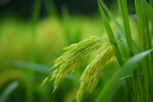 Giá lúa gạo hôm nay 24/9: giá gạo tăng 150 đồng/kg