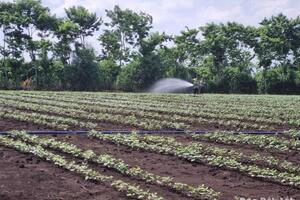 Toàn tỉnh gieo trồng trên 53.000 ha cây trồng vụ Thu Đông 2024