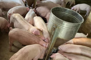 Giá heo hơi hôm nay 25/9: tiếp đà tăng giá
