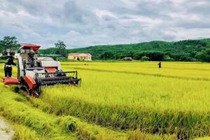 Hà Nội: khôi phục sản xuất bù đắp lương thực bị thiếu hụt do bão, lũ 