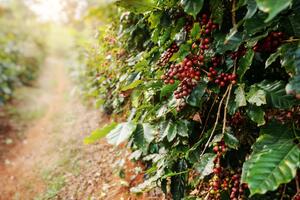 Giá cà phê hôm nay 26/9: duy trì đà tăng, Robusta liên tục lập kỷ lục