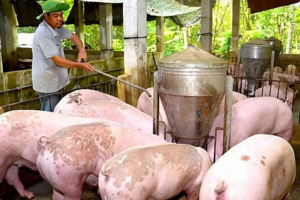 Giá heo hơi hôm nay 27/9: tại Quảng Bình tăng nhẹ 1.000 đồng/kg