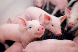 Giá heo hơi hôm nay 30/9: tiếp tục giảm nhẹ 1.000 đồng/kg