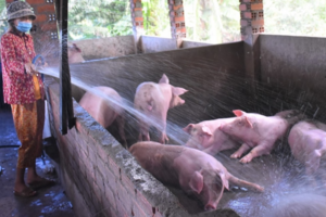 Giá heo hơi hôm nay 2/10: miền Bắc thu mua cao nhất cả nước 69.000 đồng/kg