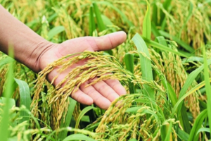 Giá lúa gạo hôm nay 3/10: giá gạo xuất khẩu giảm mạnh