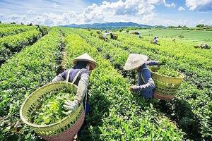 Định vị lại thị trường trà
