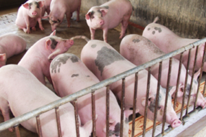 Giá heo hơi hôm nay 11/10: toàn miền Bắc hạ xuống còn 67.000 đồng/kg