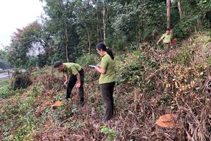 Thanh Hóa: làm rõ tình trạng cây bị chặt hạ tại rừng đặc dụng