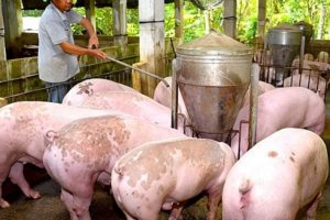 Giá heo hơi hôm nay 17/10: giữ đà giảm trên cả nước