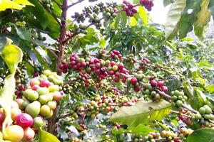 Huyện Mai Sơn - Xây dựng chuỗi sản xuất, tiêu thụ cà phê bền vững