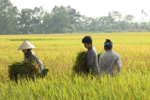 Giá lúa gạo hôm nay 17/10: giá gạo trong nước giảm nhẹ
