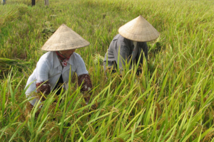 Giá lúa gạo hôm nay 22/10: giá gạo tăng nhẹ 50 - 100 đồng/kg
