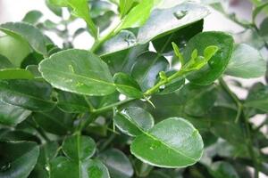 Loại lá tưởng chỉ bỏ đi hóa ra là “thần dược” cực tốt cho sức khỏe