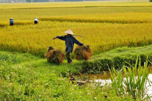 Giá lúa gạo hôm nay 24/10: gạo xuất khẩu Việt Nam cao nhất châu Á