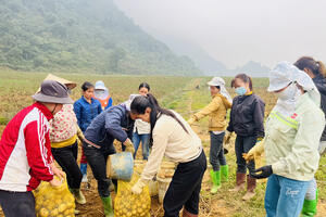 Hoà Bình: mô hình hợp tác xã hiệu quả tại huyện Tân Lạc