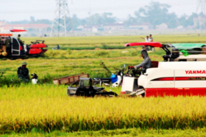 Giá lúa gạo hôm nay 31/10: gạo xuất khẩu giảm